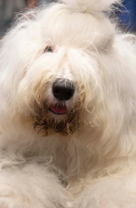 Bobtail de pelo blanco.