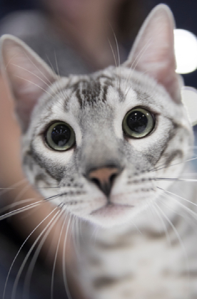 Gato