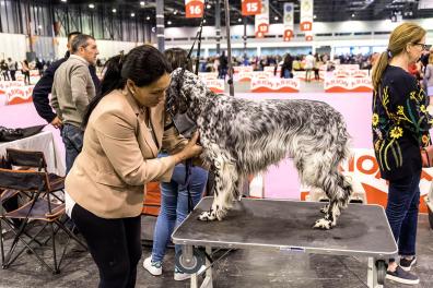 100x100 mascota competition