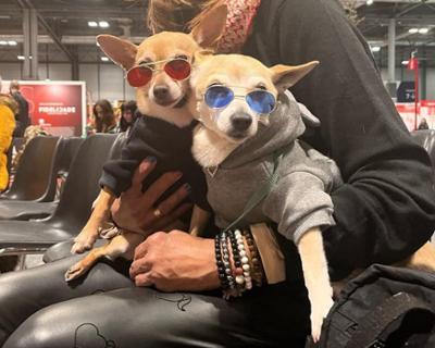 dos perritos con gafas de sol en feria