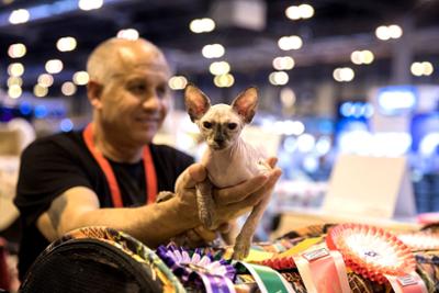 sphynx cat at 100x100 mascota competition