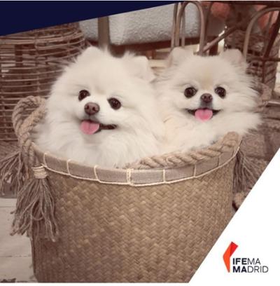 Gucci y Tiffani dos influencers pomerania