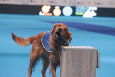 perro asistencia en una demostración