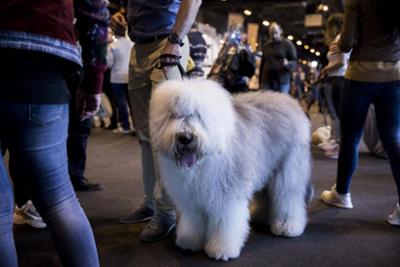 perro blanco en la feria