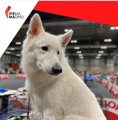 perro en pabellón