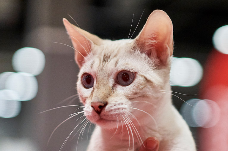 Close-up of a cat