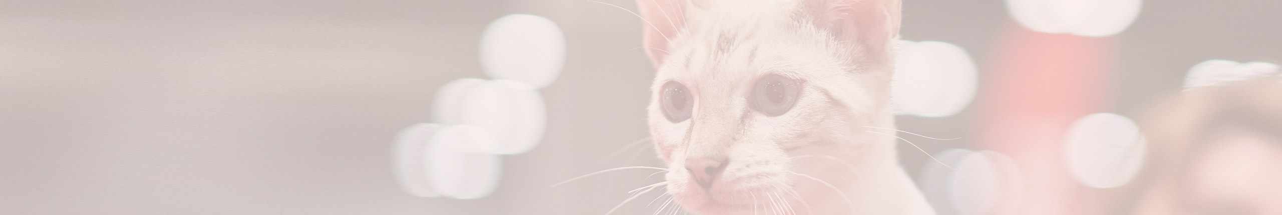 Close-up of a cat