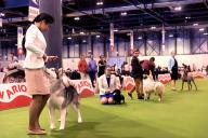 Competición de perros