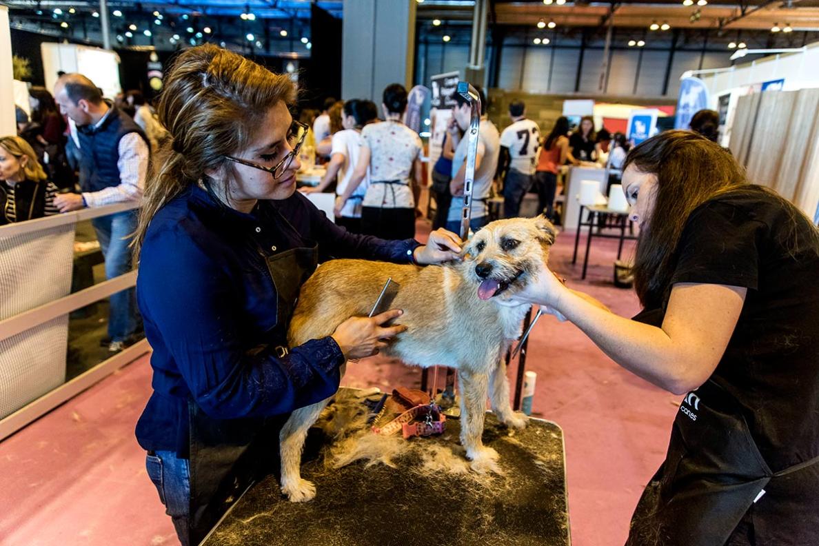 100x100 MASCOTA acogerá una intensa programación de la Sociedad España
