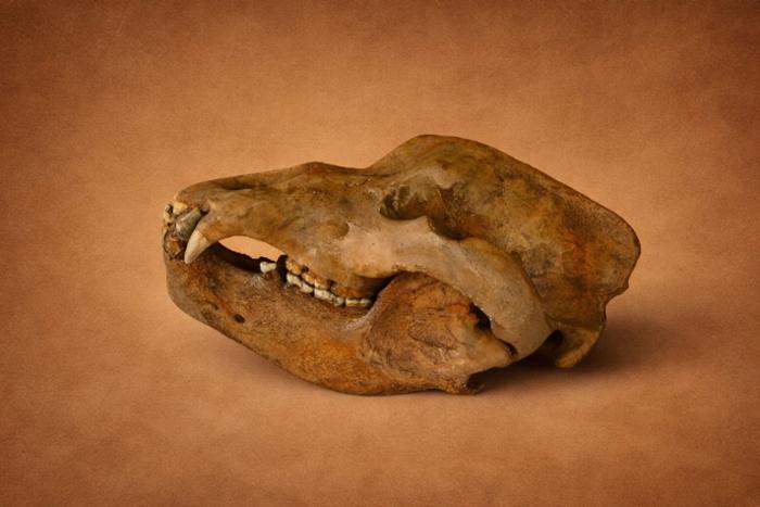 Cabeza fósil de oso cavernario.