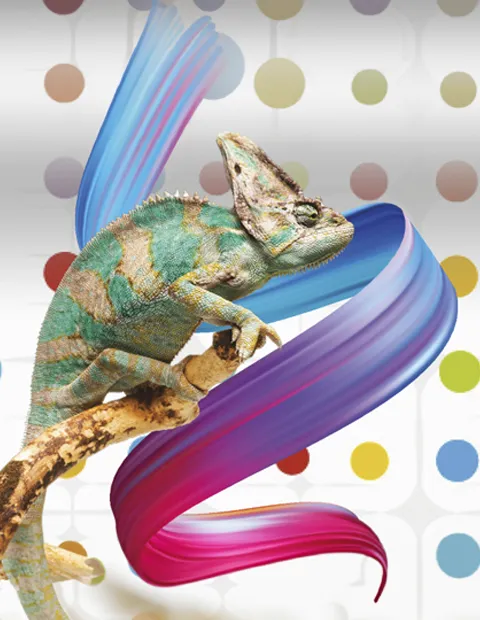 Chameleon on a background of dots
