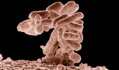 Desarrollan una tinta microbiana para la impresión 3D de materiales vivos