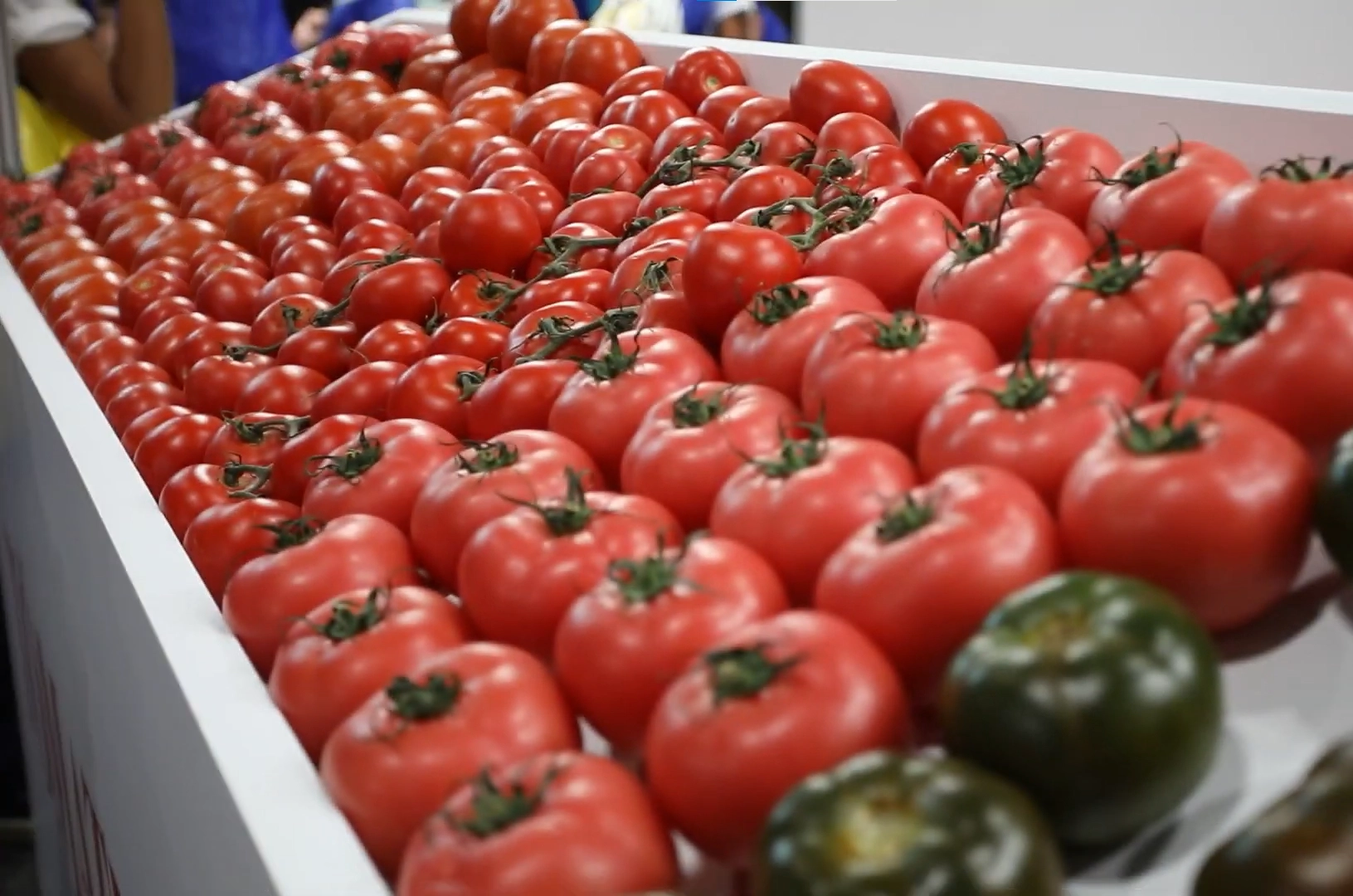 foto de tomates