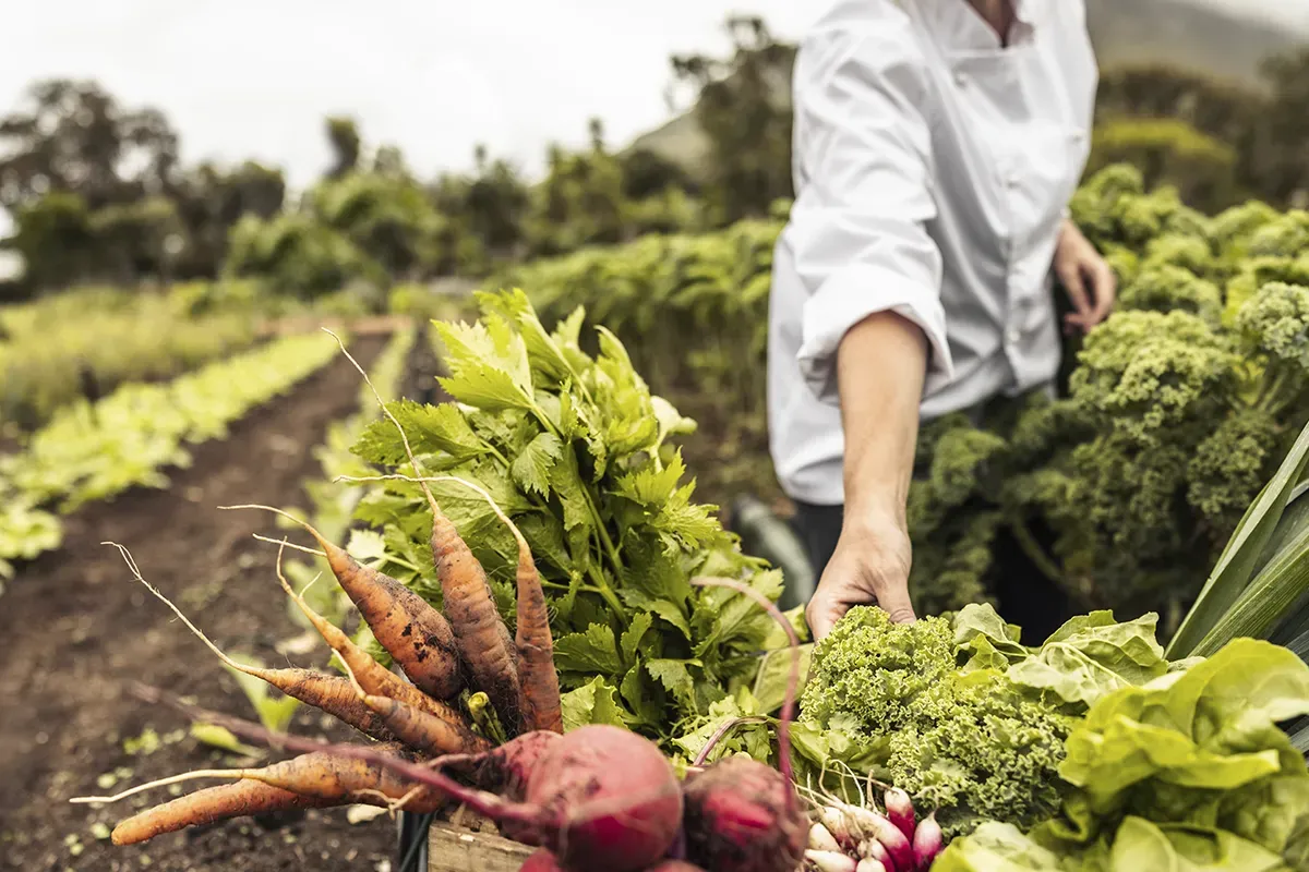 Harvesting produce from the orchards - EXPO SAGRIS