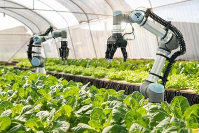 robots recolectando verduras