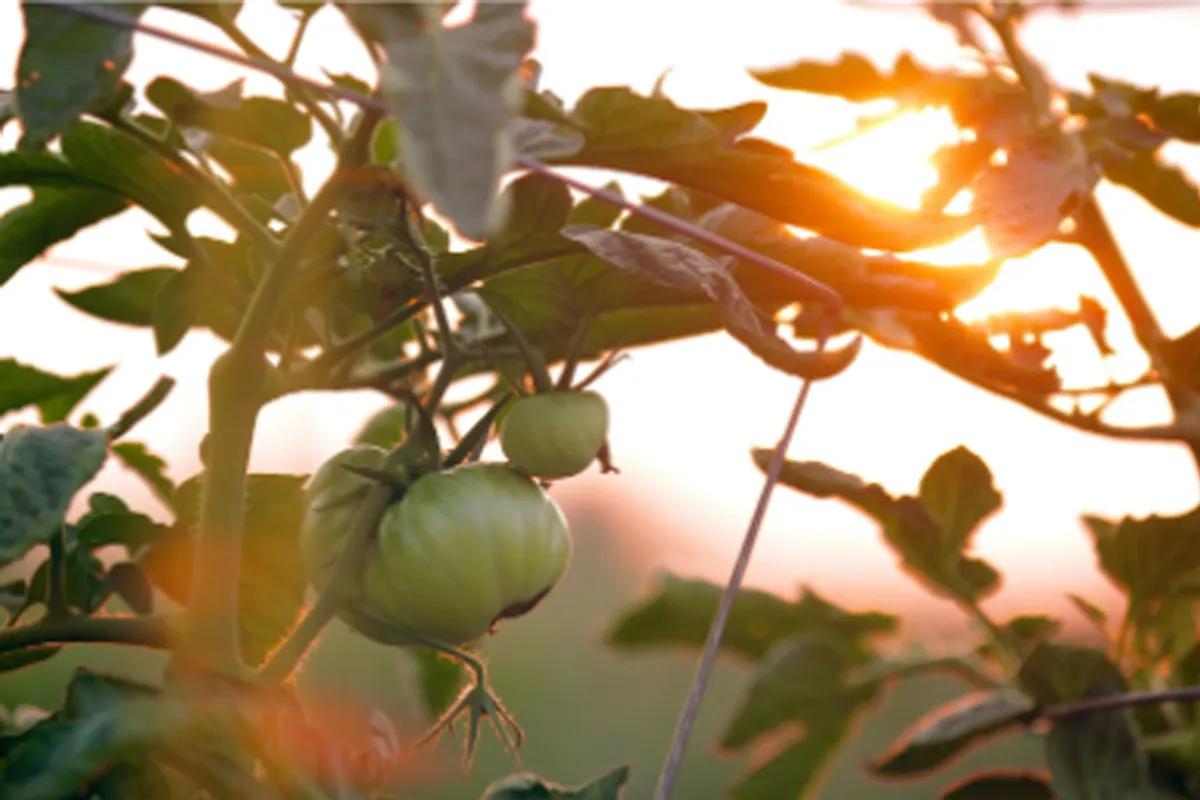 Tomatera
