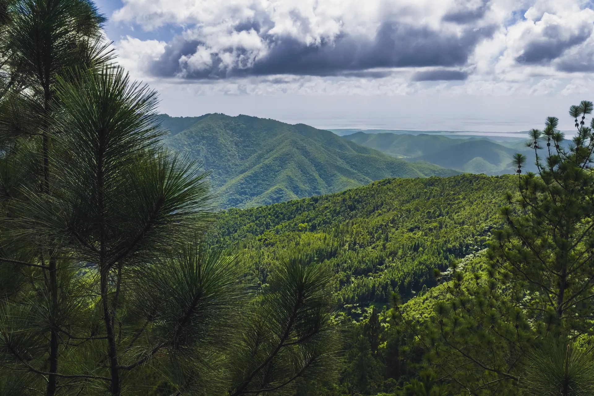 Bosque de pinos cayey Socio Fitur 2027