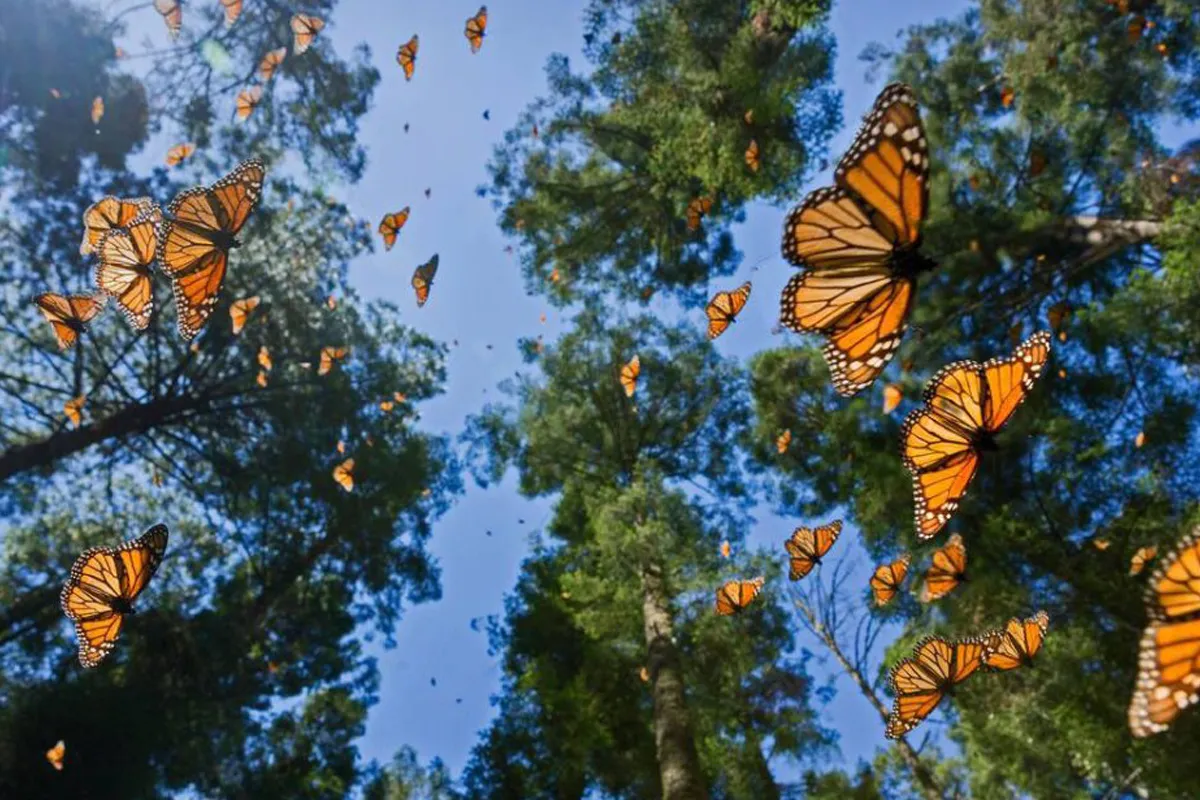 mariposas monarca volando entre los bosques, Mejico en Fitur