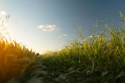 A landscape with a green wheat field