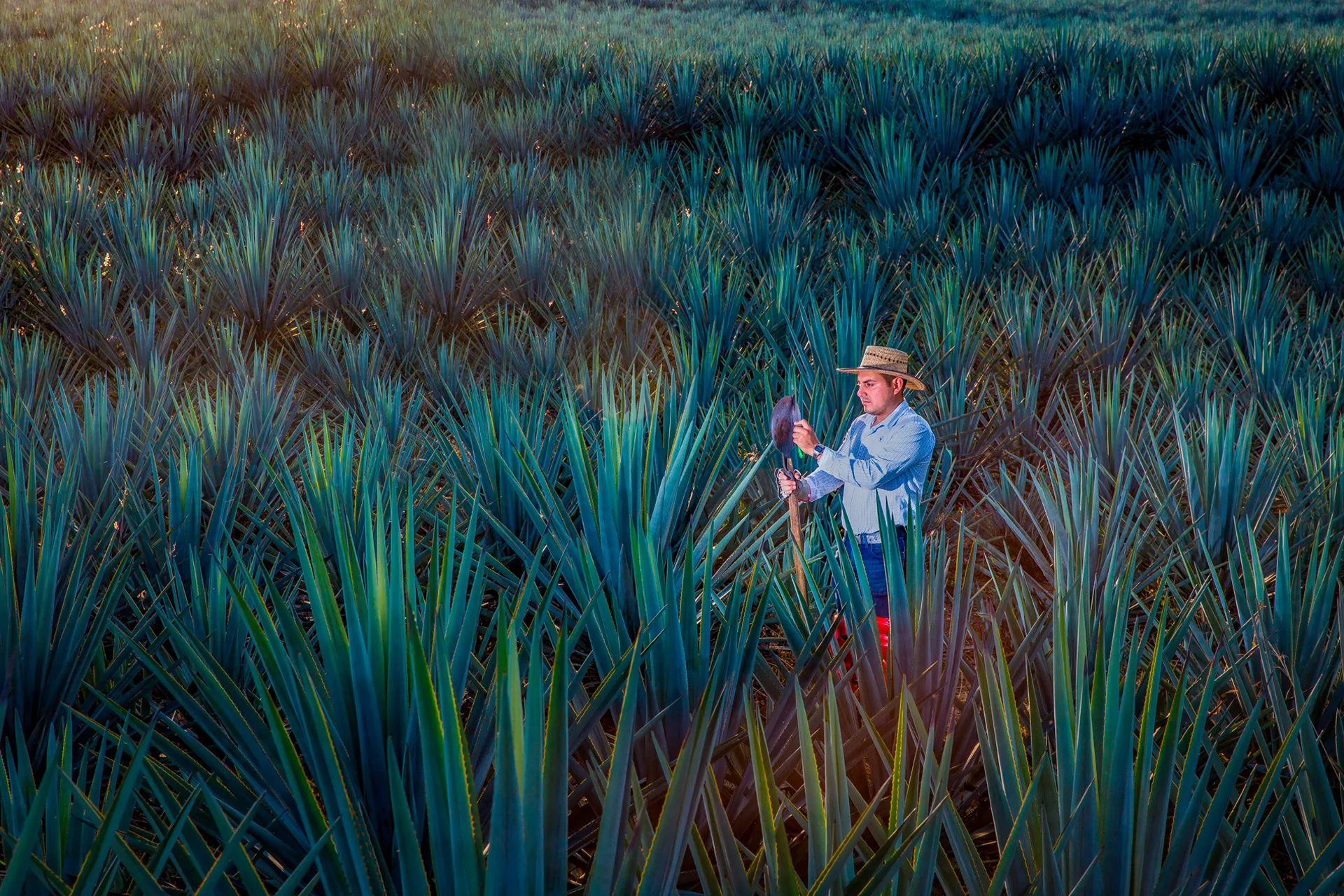 Agricultor en plantación de tequila en Méjico Fitur 2026