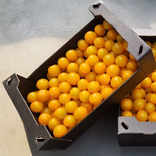 Oranges from Hazera España 90 SAU company