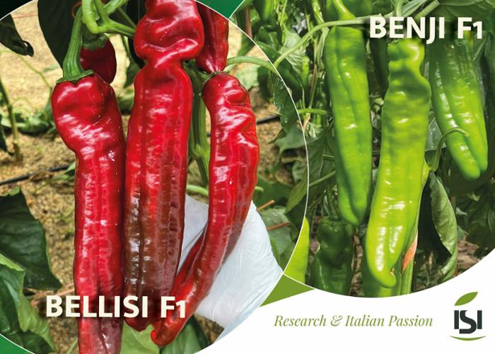 BELLISI and BENJI, safety and quality all year round Product