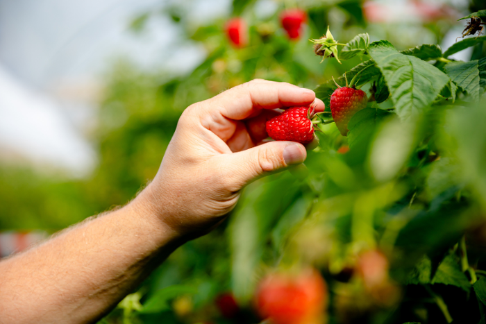 Producto FruitMasters