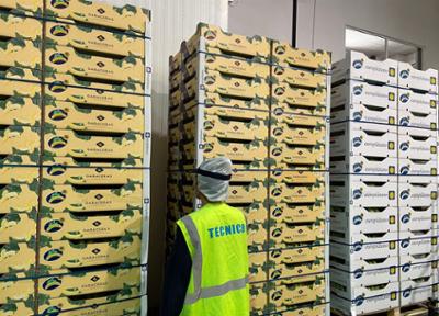Bananas in boxes