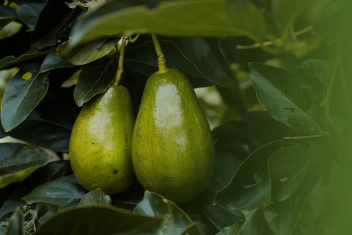 Congreso Global del aguacate