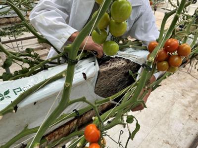 coconut fibre for agriculture, tomatoes