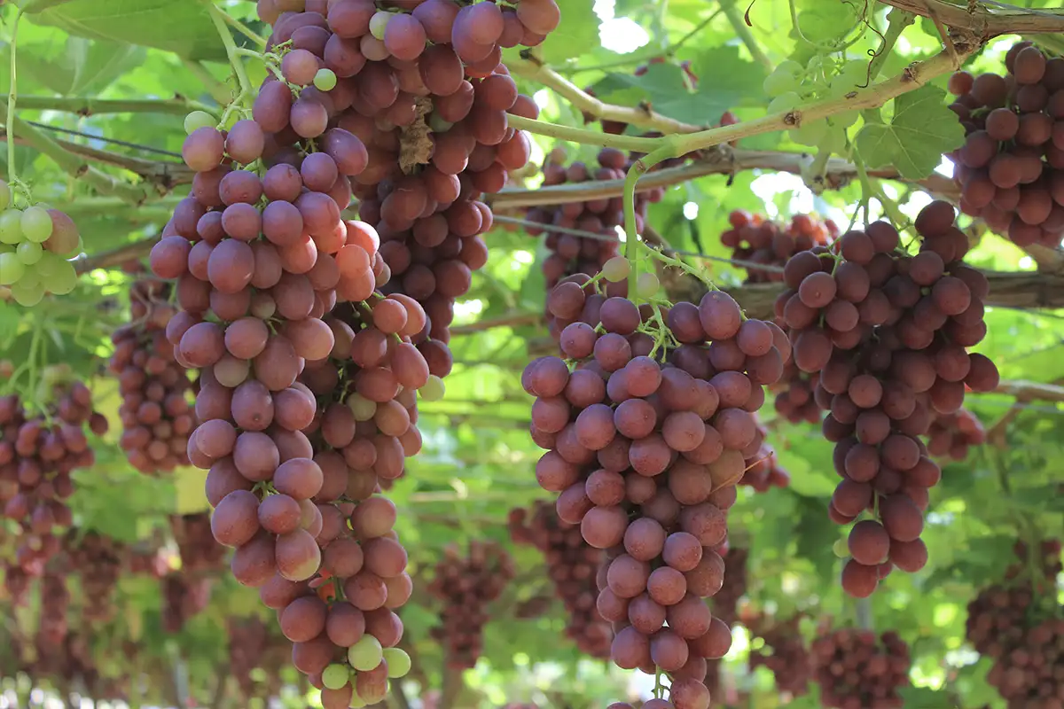 Grape attraction