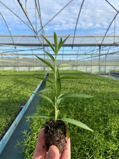 GREENHOUSE