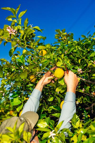 LIMONAR