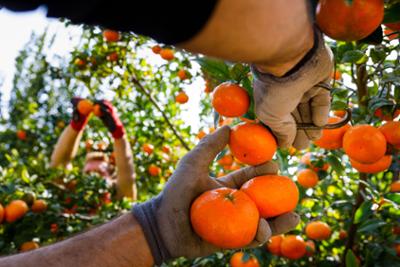 Hand cutting oranges from the tree