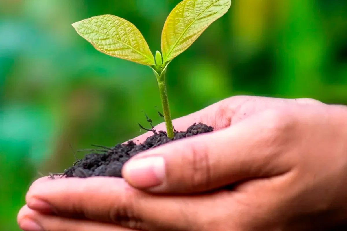 hands with sprouting seeds