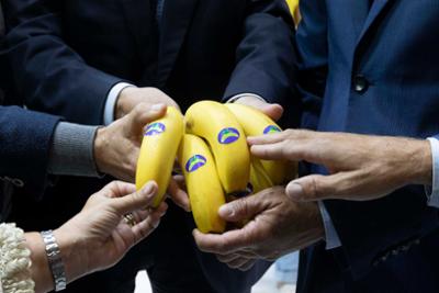 Hands holding canary bananas.