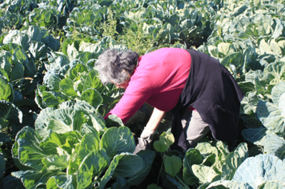 Woman picking brussels sprouts