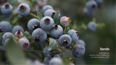 Senda Fruits
