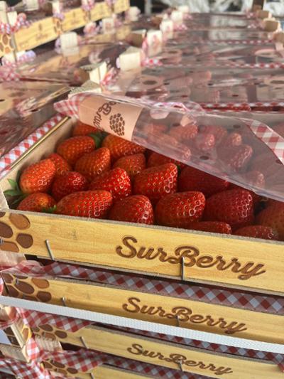 SURBERRY