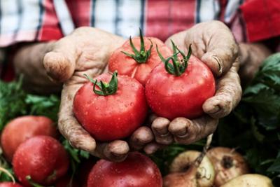 Tomates Ley Omnibus