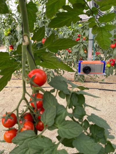 Tomatoes