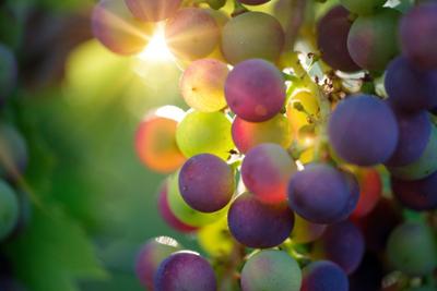 uvas