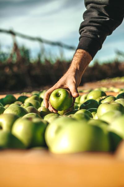 Washington Apple Commission (WAC)
