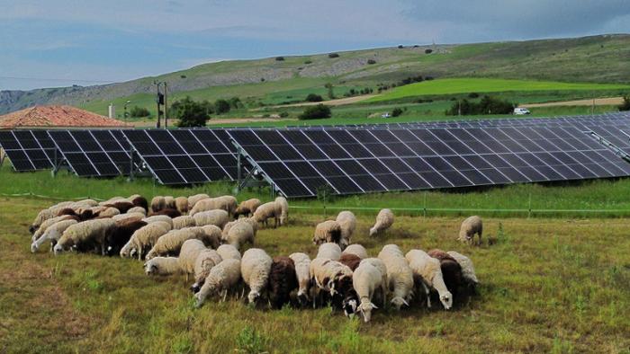paneres solares con ovejas