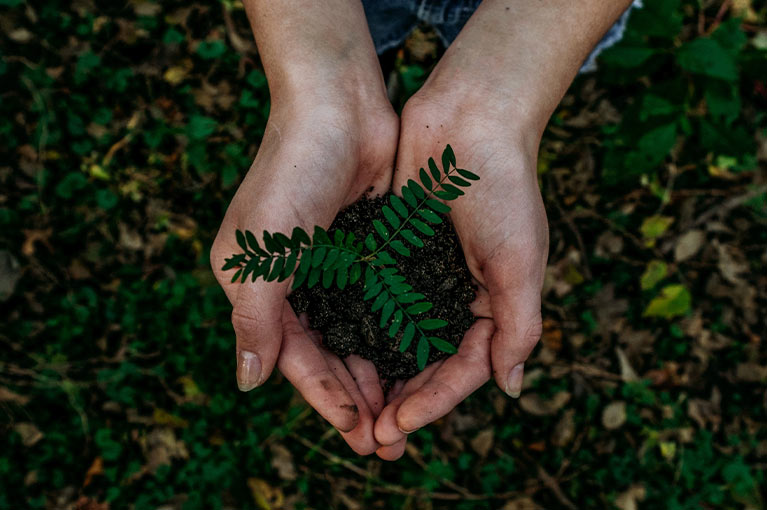 Hands holding a plant