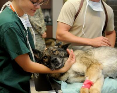 Image of a veterinarian attending to a pet