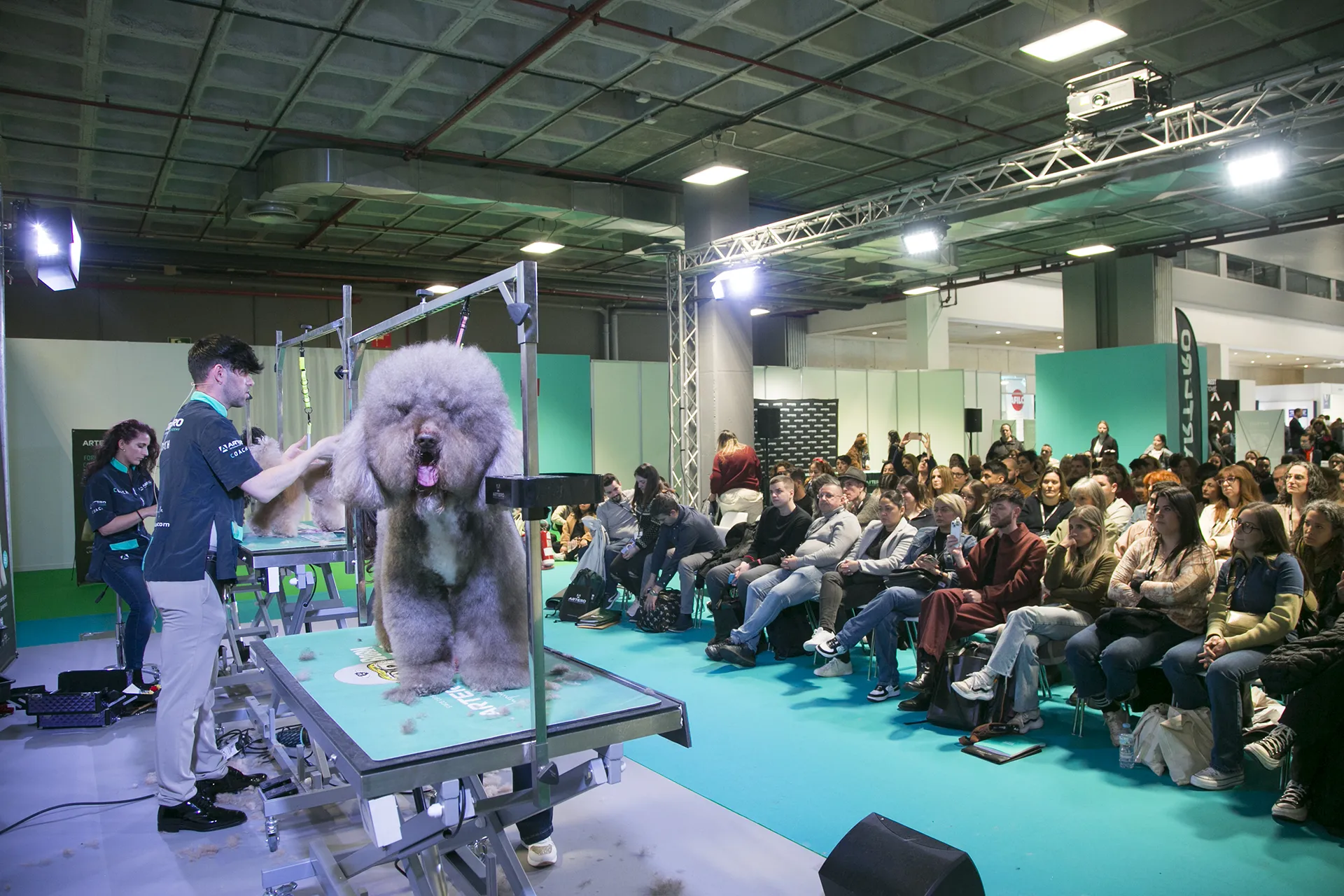 Personas en el escanario viendo a peluqueros cortal el pelo a perros