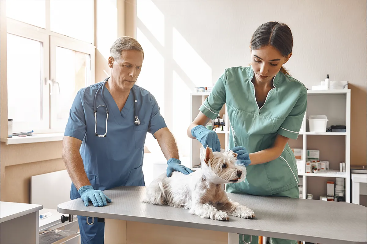 Dos veterinarios con un perro en Iberzoo Propet