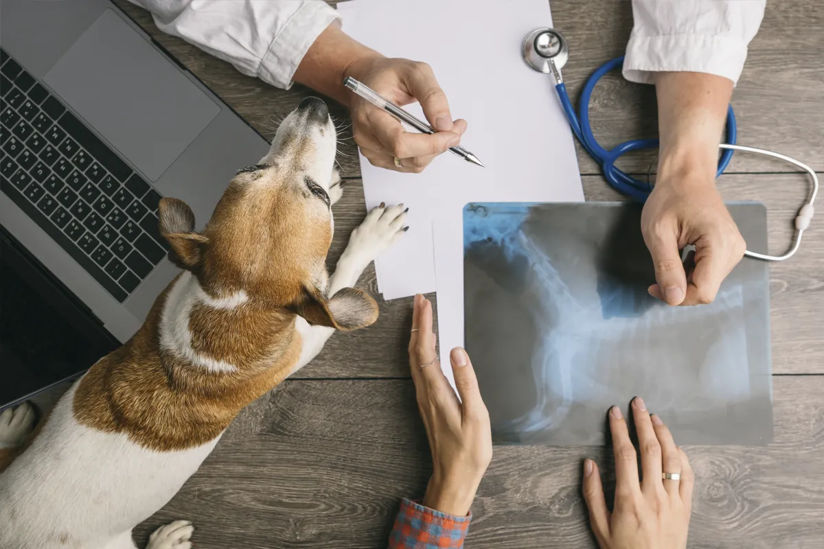 Veterinario viendo radiografía de perro en Iberzoo Propet