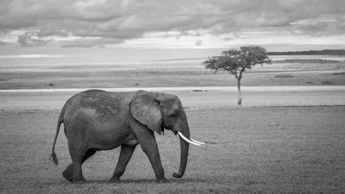 El elefante africano como animal en amenaza de extinción